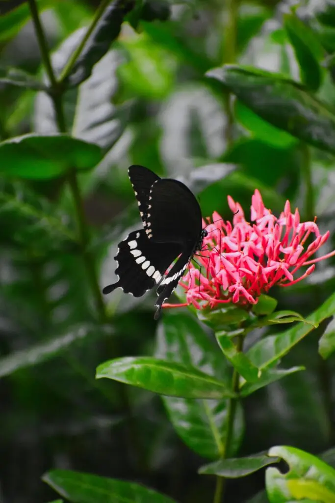 A striking black butterfly resting on vibrant pink flowers amidst lush green leaves.