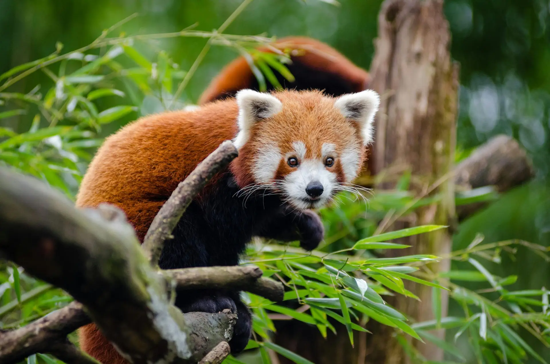 Adorable red panda perched on a tree amidst a vibrant bamboo forest, showcasing wildlife beauty.