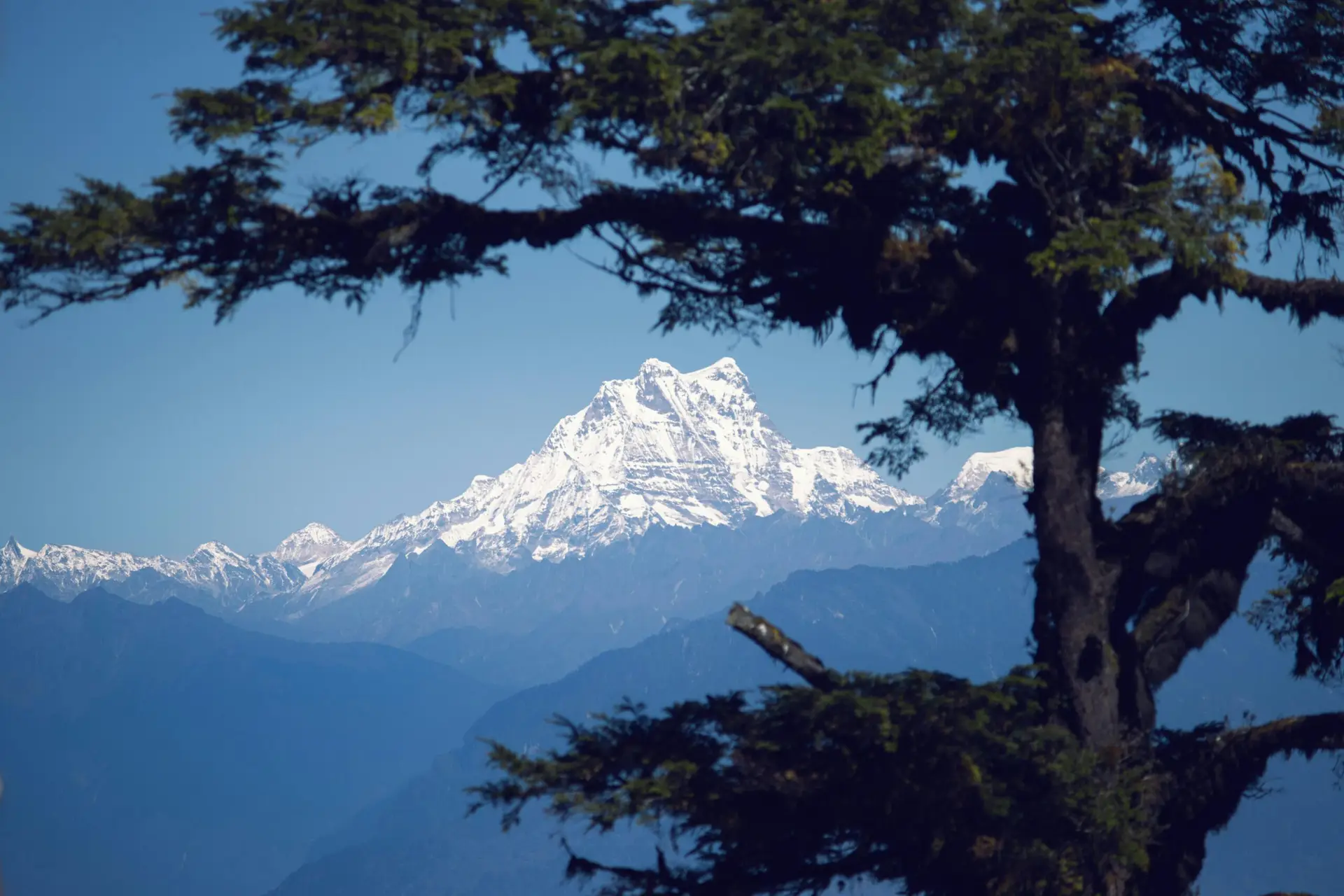 Breathtaking view of the Himalayas framed by trees in Punakha, Bhutan.