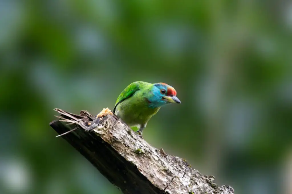 A vibrant barbet bird perched on a branch in Bhutan